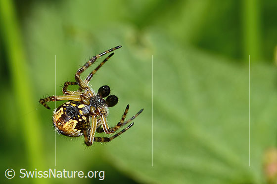 Foto: Eichblatt-Radspinne (Aculepeira ceropegia). Ansicht von hinten unten.