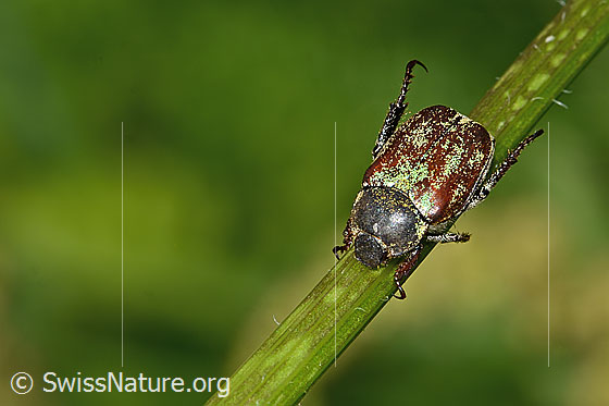 Foto: Goldstaub-Laubkäfer (Hoplia argentea). Länge 10mm. Wird auch Goldstaub-Purzelkäfer, Mehliger Laubkäfer, Gelbgrüner Purzelkäfer oder Hoplia farinosa genannt. Ansicht von oben.