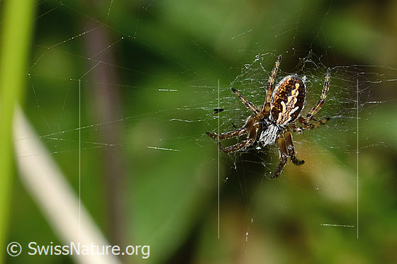 Foto: Eichblatt-Radspinne (Aculepeira ceropegia). Ansicht von oben.