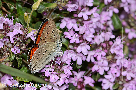 Foto: Lilagold-Feuerfalter (Lycaena hippothoe eurydame) auf Frühblühendem Thymian (Thymus praecox ssp. praecox). Männchen. Flügel geschlossen. Ansicht von seitlich hinten oben.