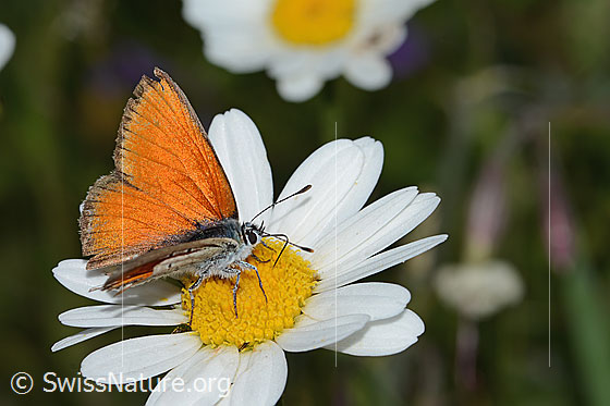 Foto: Lilagold-Feuerfalter (Lycaena hippothoe eurydame) auf Berg-Margerite (Leucanthemum adustum). Flügel halb geöffnet. Ansicht von schräg oben.