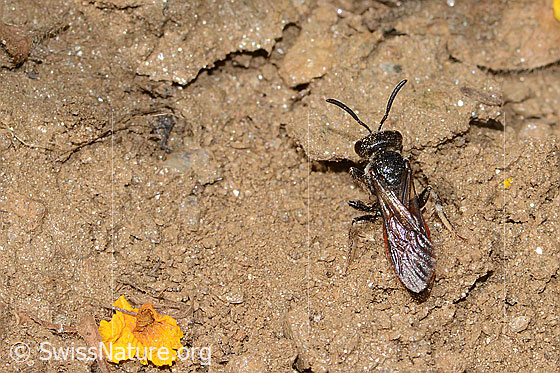 Foto: Sphecodes gibbus (Blutbiene). Länge 13mm. Weibchen. Ansicht von oben.