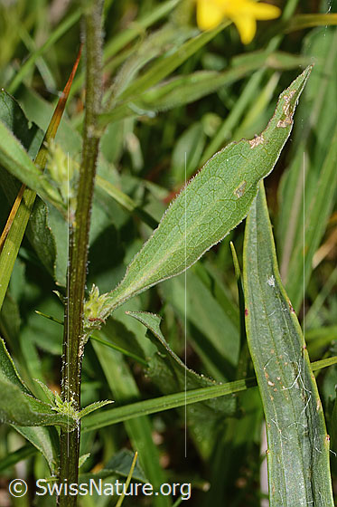Foto: Alpen-Goldrute (Solidago virgaurea ssp. minuta). Stängel und Blätter.