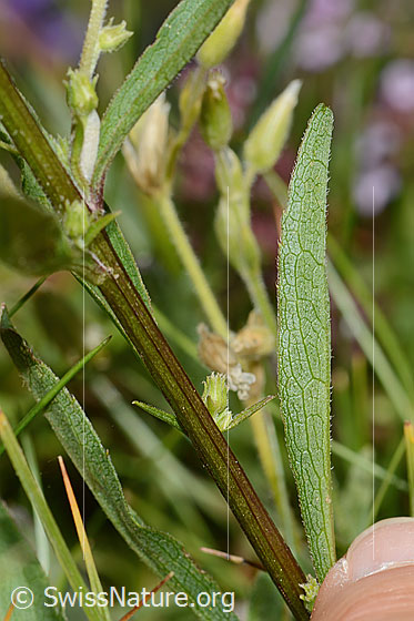 Foto: Alpen-Goldrute (Solidago virgaurea ssp. minuta). Stängel und Blattunterseite.