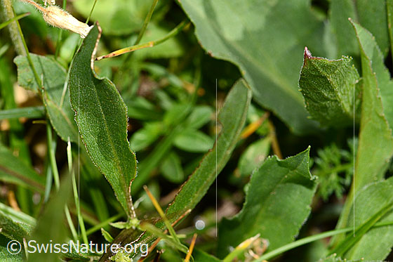 Foto: Alpen-Goldrute (Solidago virgaurea ssp. minuta). Blattoberseite.