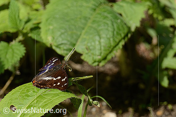 Foto: Grosser Schillerfalter (Apatura iris). Flügel geöffnet. Der Rüssel ist teilweise zu sehen.