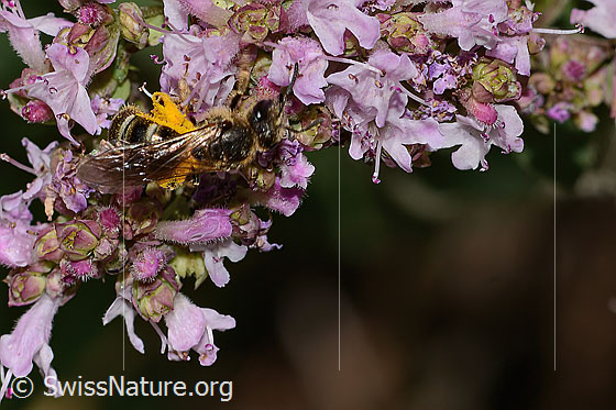 Photo: Probably Lasioglossum leucozonium on Origanum vulgare. Length 8mm. Female. View from diagonally above.