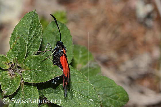 Foto: Gewöhnliches Widderchen (Zygaena filipendulae). Ansicht von der Seite.
