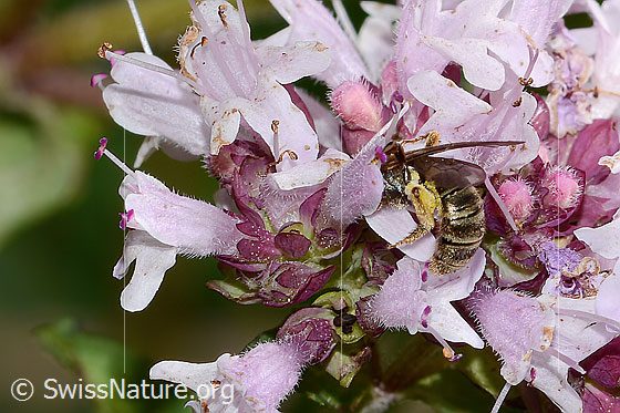 Photo: Probably Lasioglossum leucozonium on Origanum vulgare. Length 8mm. Female. View diagonally from behind.