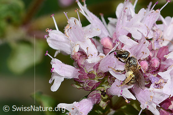 Foto: Wahrscheinlich Weissbinden-Schmalbiene (Lasioglossum leucozonium) auf Echtem Dost (Origanum vulgare). Länge 8mm. Weibchen. Ansicht von schräg vorne.