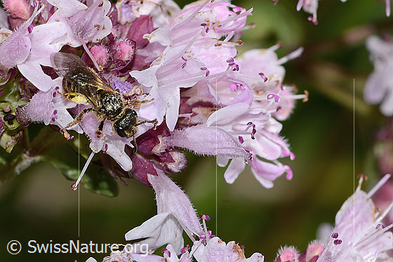 Foto: Wahrscheinlich Weissbinden-Schmalbiene (Lasioglossum leucozonium) auf Echtem Dost (Origanum vulgare). Länge 8mm. Weibchen. Ansicht von oben.