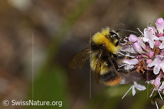 Foto: Wiesenhummel (Bombus pratorum) an Echtem Dost (Origanum vulgare). Länge 14mm. Ansicht von der Seite.