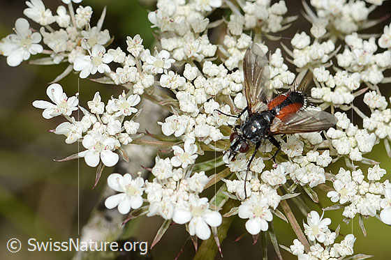 Foto: Rotgefleckte Raupenfliege (Eriothrix rufomaculatus) auf  Wilder Möhre (Daucus carota ssp. carota). Länge 8mm. Weibchen. Ansicht von oben.