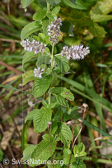 Photo: Mentha longifolia. Whole plant (habiti).