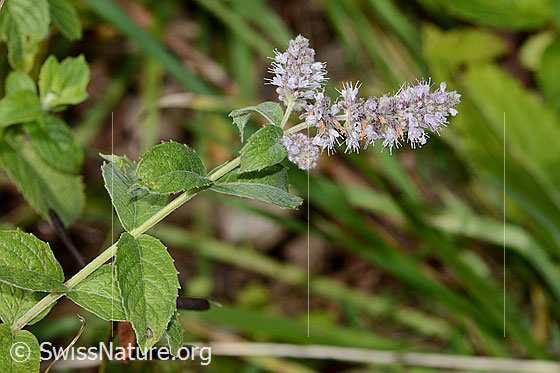 Foto: Rossminze (Mentha longifolia). Blätter, Stängel und Blüten.
