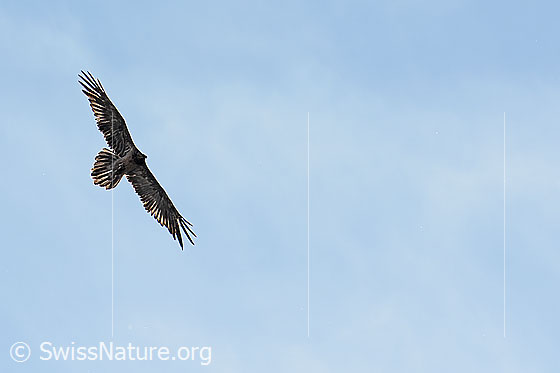 Photo: Circling Gypaetus barbatus. View from below on the side.