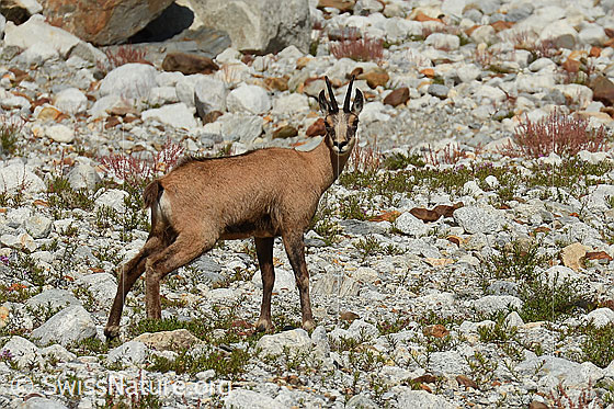 Photo: Rupicapra rupicapra. View from the side.