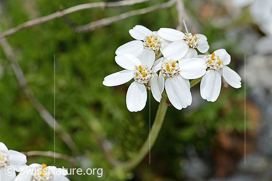 Foto: Moschus-Schafgarbe (Achillea erba-rotta ssp. moschata). Blüten.