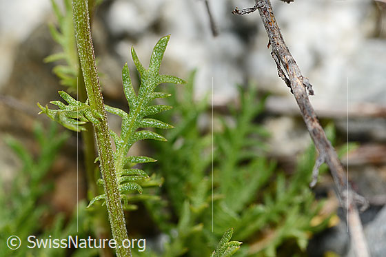 Foto: Moschus-Schafgarbe (Achillea erba-rotta ssp. moschata). Stängel und Blatt.