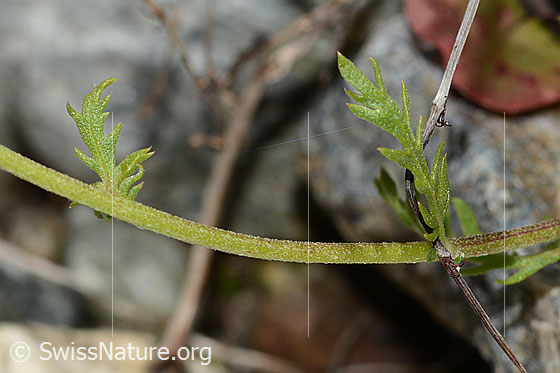 Foto: Moschus-Schafgarbe (Achillea erba-rotta ssp. moschata). Stängel.