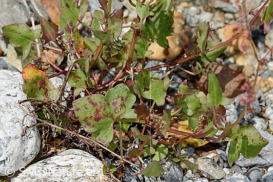 Photo: Rumex scutatus. Leaves and stem.