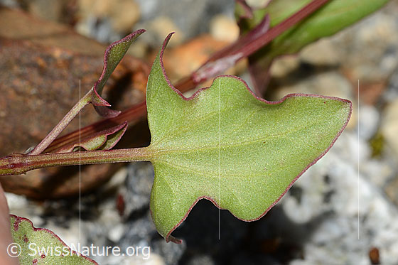 Photo: Rumex scutatus. Leaf underside.