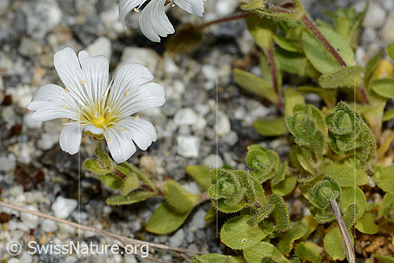 Foto: Einblütiges Hornkraut (Cerastium uniflorum). Blüte und Blätter.