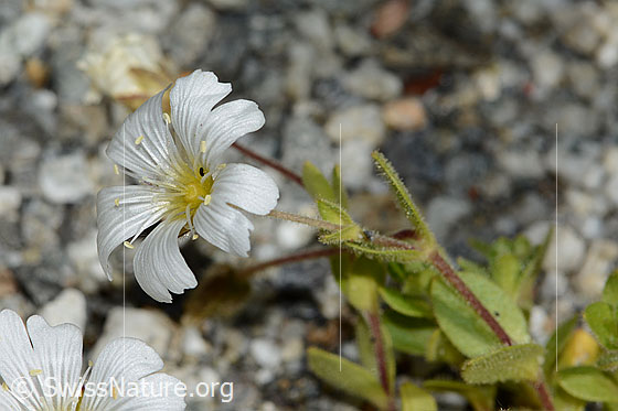 Foto: Einblütiges Hornkraut (Cerastium uniflorum). Blüte und Stängel.
