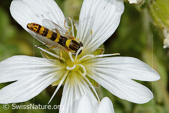 Foto: Gewöhnliche Langbauchschwebfliege (Sphaerophoria scripta) auf Einblütigem Hornkraut (Cerastium uniflorum). Ansicht von oben.