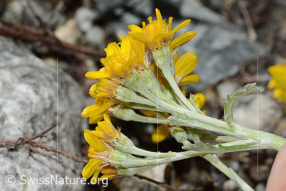 Photo: Senecio incanus. Blossoms. View from the side.