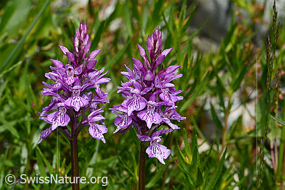 Photo: Dactylorhiza fuchsii. Inflorescences.