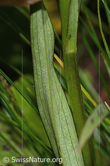Photo: Dactylorhiza fuchsii. Leaf underside.