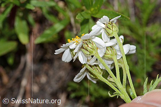 Foto: Moschus-Schafgarbe (Achillea erba-rotta ssp. moschata). Blüten und Stäbgel. Ansicht von der Seite.
