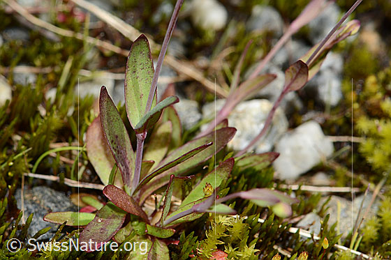 Foto: Felsen-Leimkraut (Silene rupestris). Blätter und Stängel.