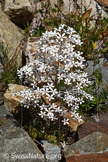 Foto: Strauss-Steinbrech (Saxifraga cotyledon). Ganze Pflanze (Habitus).