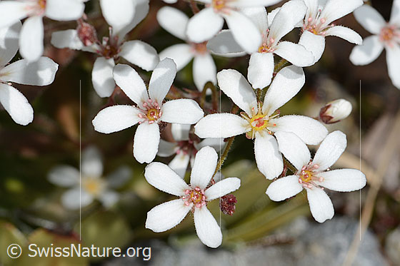 Foto: Strauss-Steinbrech (Saxifraga cotyledon). Blüten.