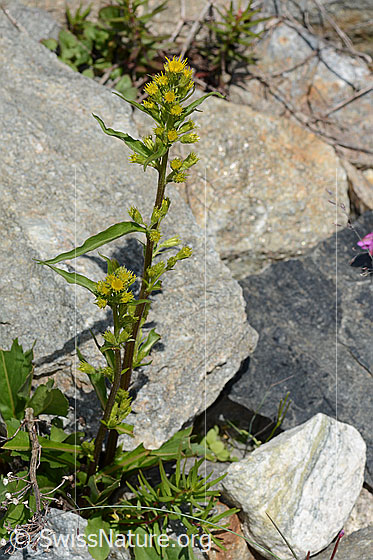 Photo: Solidago virgaurea ssp. minuta. Whole plant (habiti).