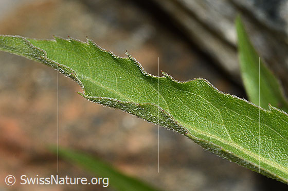 Photo: Solidago virgaurea ssp. minuta. Leaf top.