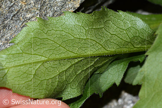 Photo: Solidago virgaurea ssp. minuta. Leaf underside.