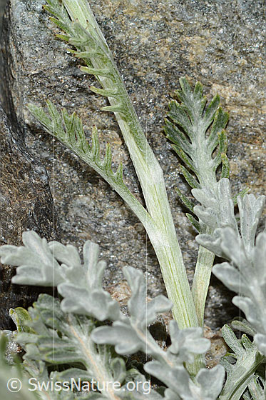 Foto: Graues Greiskraut (Senecio incanus). Stängel und Blätter.