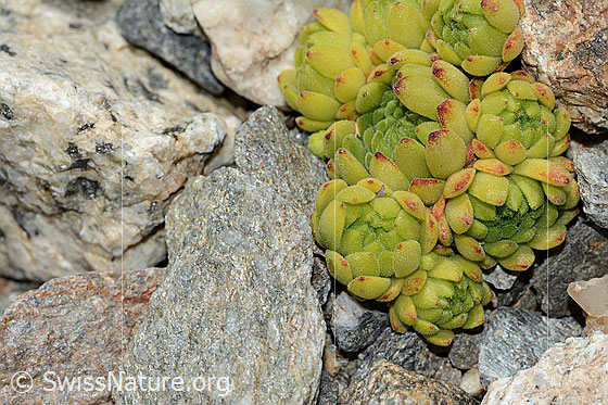Foto: Berg-Hauswurz (Sempervivum montanum). Blattrosetten.