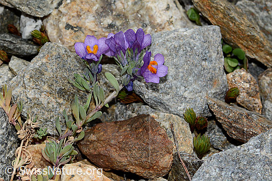 Foto: Alpen-Leinkraut (Linaria alpina). Ganze Pflanze (Habitus).