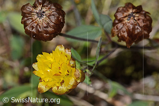 Foto: Braun-Klee (Trifolium badium). Blüten. Ansicht von oben.