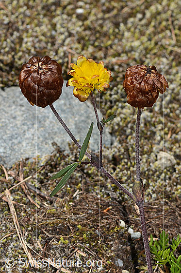 Foto: Braun-Klee (Trifolium badium). Ganze Pflanze (Habitus).