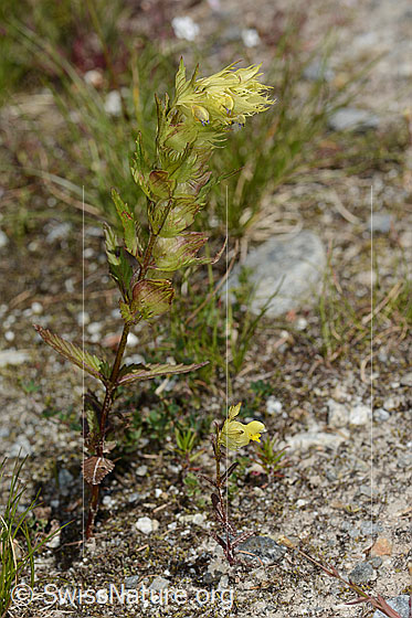 Photo: Rhinanthus glacialis. Whole plant (habiti).