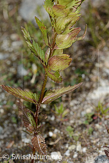 Photo: Rhinanthus glacialis. Stem and leaves.