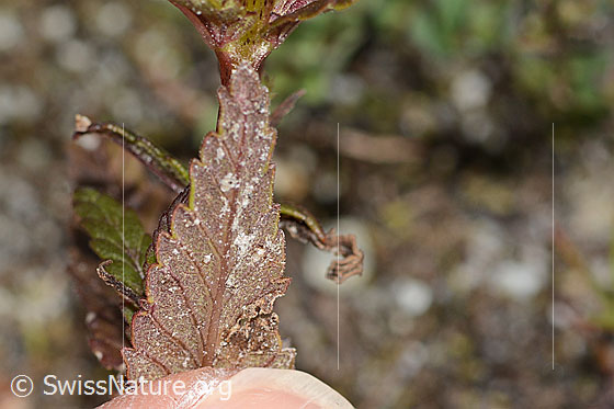 Photo: Rhinanthus glacialis. Leaf underside.