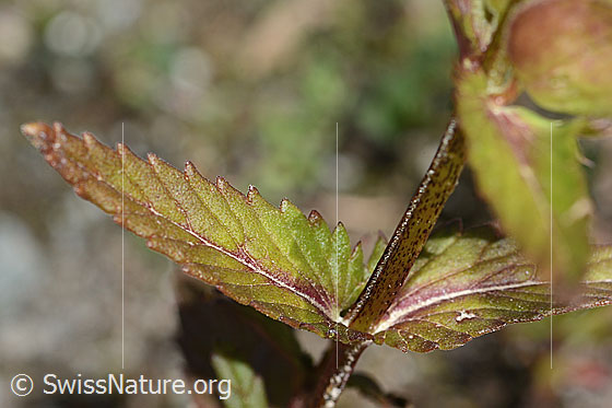 Photo: Rhinanthus glacialis. Leaves and stem.