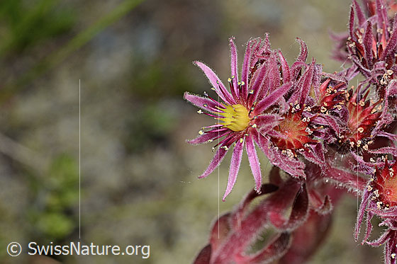 Photo: Sempervivum montanum. Blossom.