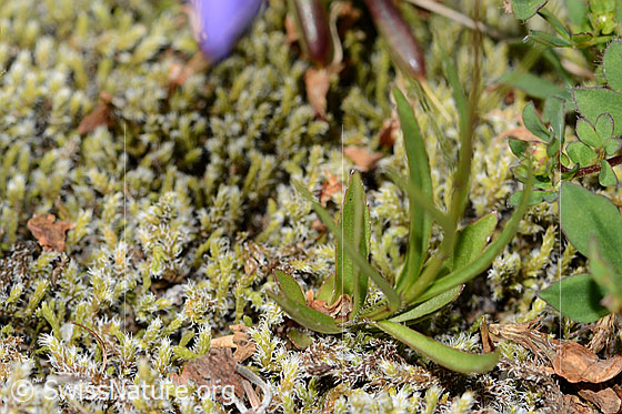 Photo: Campanula scheuchzeri. Leaves and stem.